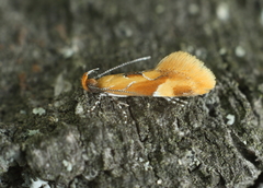 Epicallima formosella