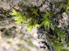 Cinclidotus fontinaloides