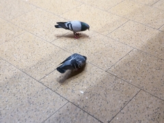 Columba livia domestica