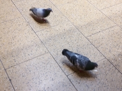 Columba livia domestica