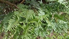 Polypodium macaronesicum azoricum