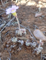Oxalis imbricata violacea