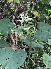 Clerodendrum villosum