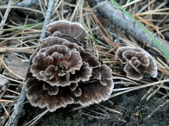 Thelephora caryophyllea