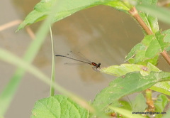 Prodasineura verticalis