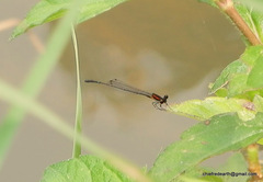 Prodasineura verticalis