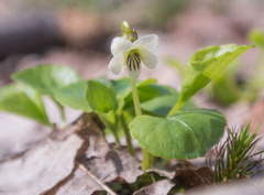 Viola blanda