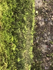 Cinclidotus fontinaloides