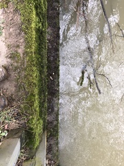 Cinclidotus fontinaloides