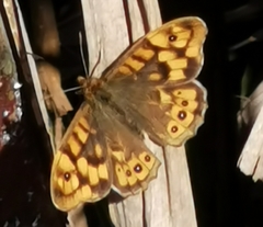 Pararge aegeria