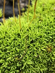 Pseudocrossidium revolutum