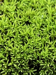 Pseudocrossidium revolutum