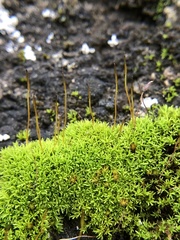 Pseudocrossidium revolutum