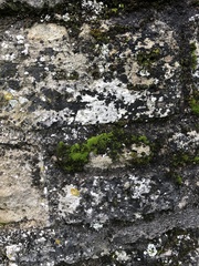 Pseudocrossidium revolutum