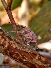 Cyrtomon