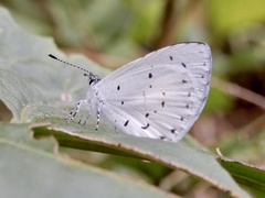 Udara akasa
