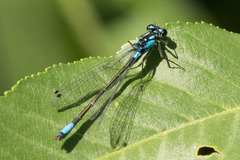 Zoniagrion exclamationis