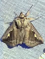 Didugua argentilinea