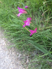 Gladiolus imbricatus