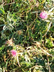 Centaurea calcitrapa