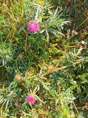 Centaurea calcitrapa
