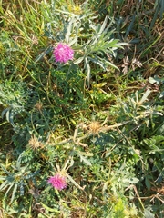 Centaurea calcitrapa