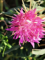 Centaurea calcitrapa