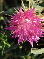 Centaurea calcitrapa