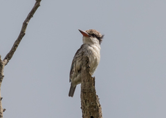 Halcyon chelicuti chelicuti