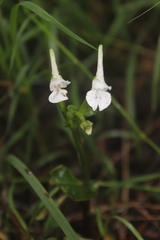 Disperis anthoceros