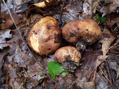 Scleroderma michiganense