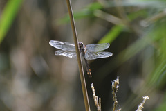Orthemis ambinigra