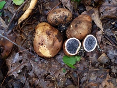 Scleroderma michiganense