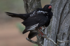 Bubalornis niger niger