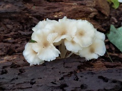 Clitocybula abundans