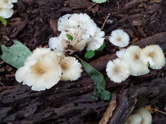 Clitocybula abundans