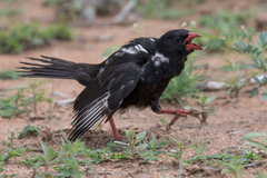 Bubalornis niger niger