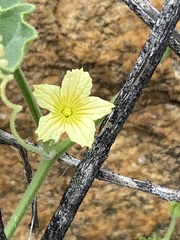 Cucumis sagittatus image