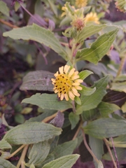 Smallanthus connatus