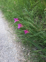 Gladiolus imbricatus