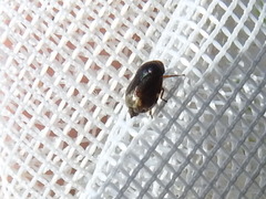 Clastoptera xanthocephala