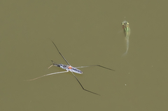 Aquarius adelaidis