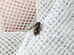 Clastoptera xanthocephala