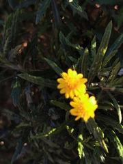 Senecio pterophorus