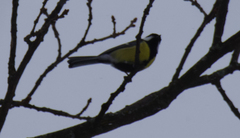 Parus major