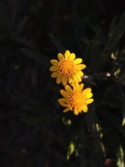 Senecio pterophorus