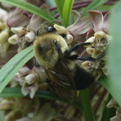 Bombus griseocollis