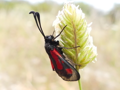 Zygaena punctum