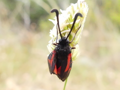 Zygaena punctum