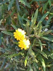 Senecio pterophorus